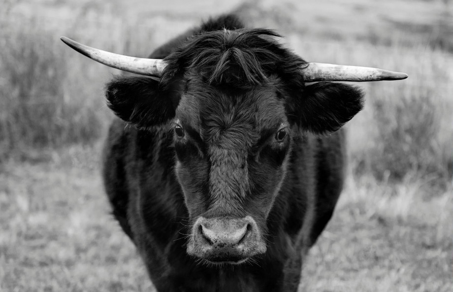 A bull in black and white.