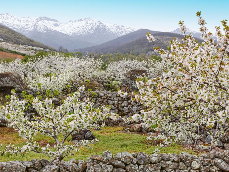 Blooming cherry blossoms in the Jerta valley.