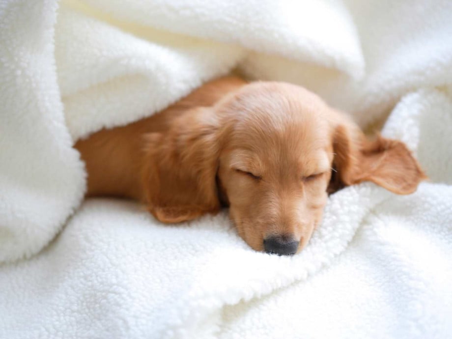 A puppy taking a nap in a blanket.