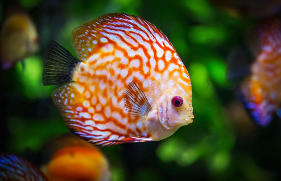 Fish with a white and orange pattern.