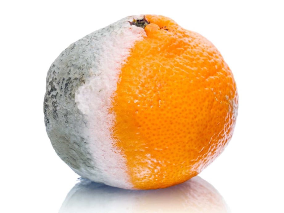 A half-spoiled orange.