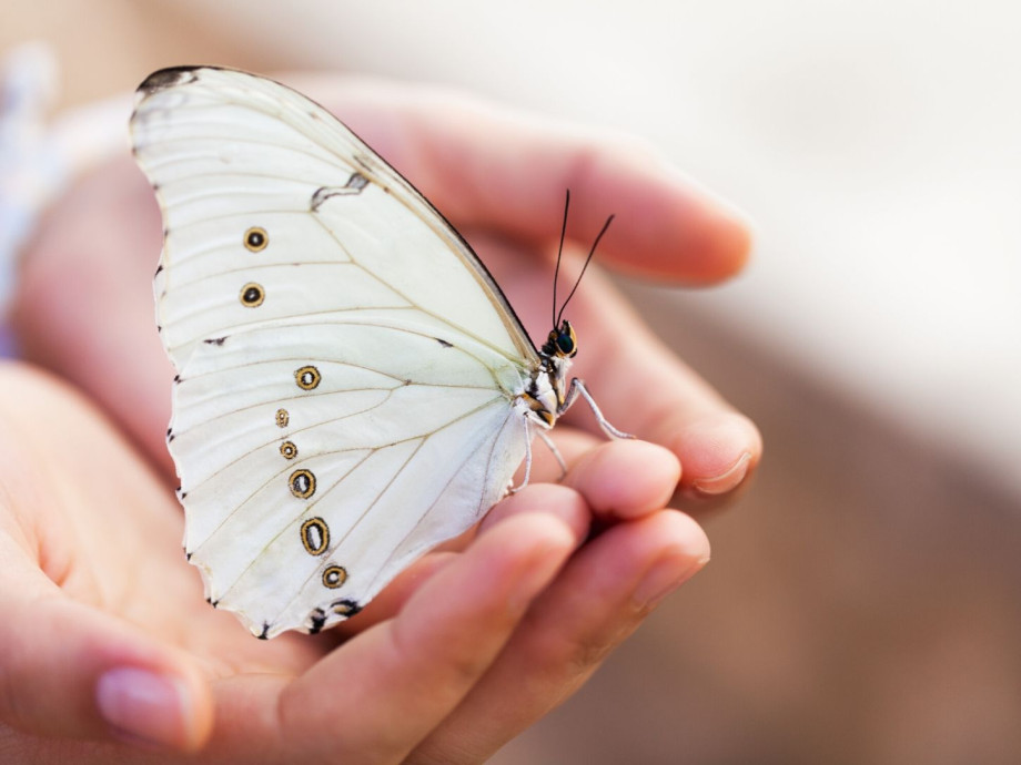 Open hands holding a white butterfly.