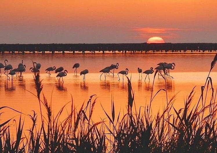 Flamingos on the Delta de L'Ebre.