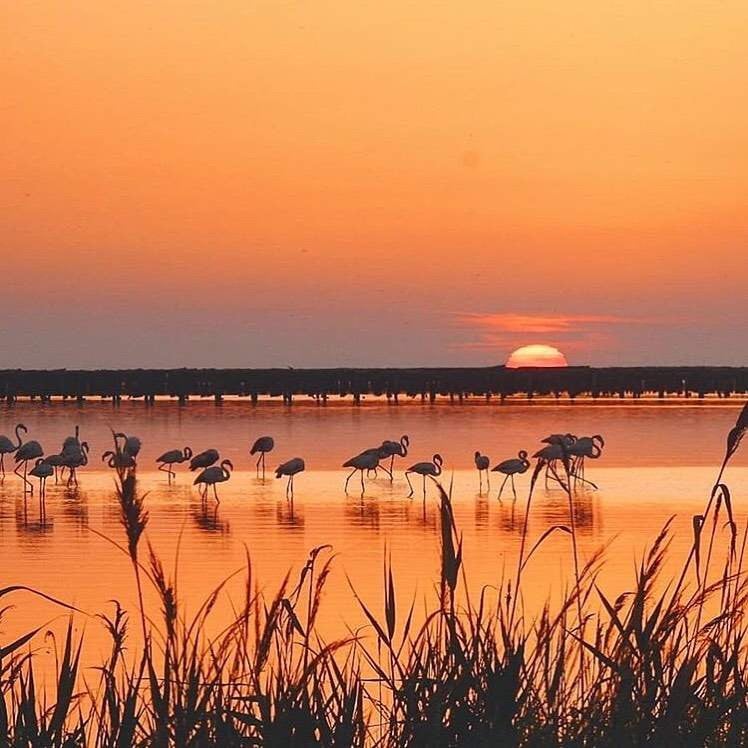 Flamingos on the Delta de l’Ebre.