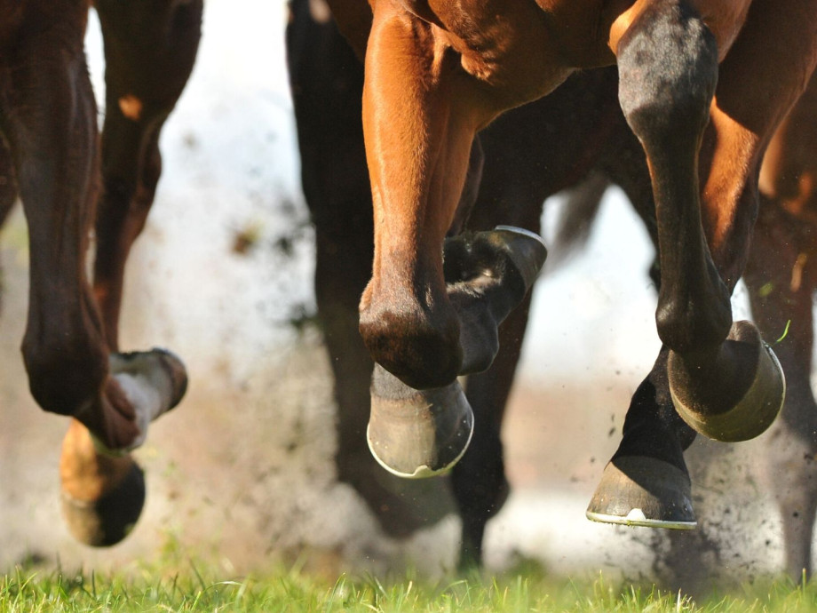 Closeup of horse hooves running on grass.