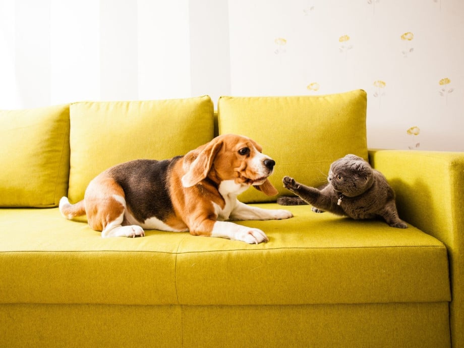 A dog and a cat on a yellow couch looking like they will fight.