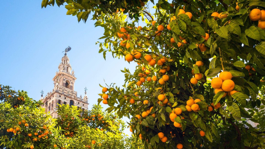 Orange tree Sevilla.