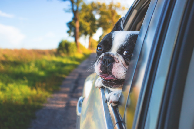 Shot of dog with its head out the window of a car