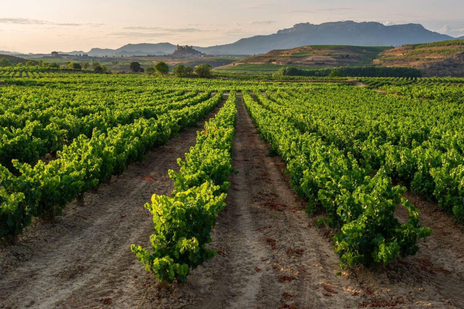 The vineyards of La Rioja.