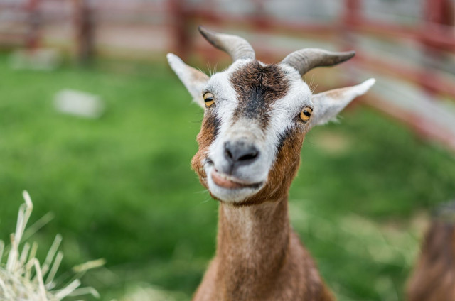 Goat in a field